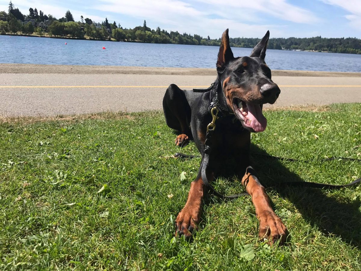 Dog Boarding Seattle K9 Command